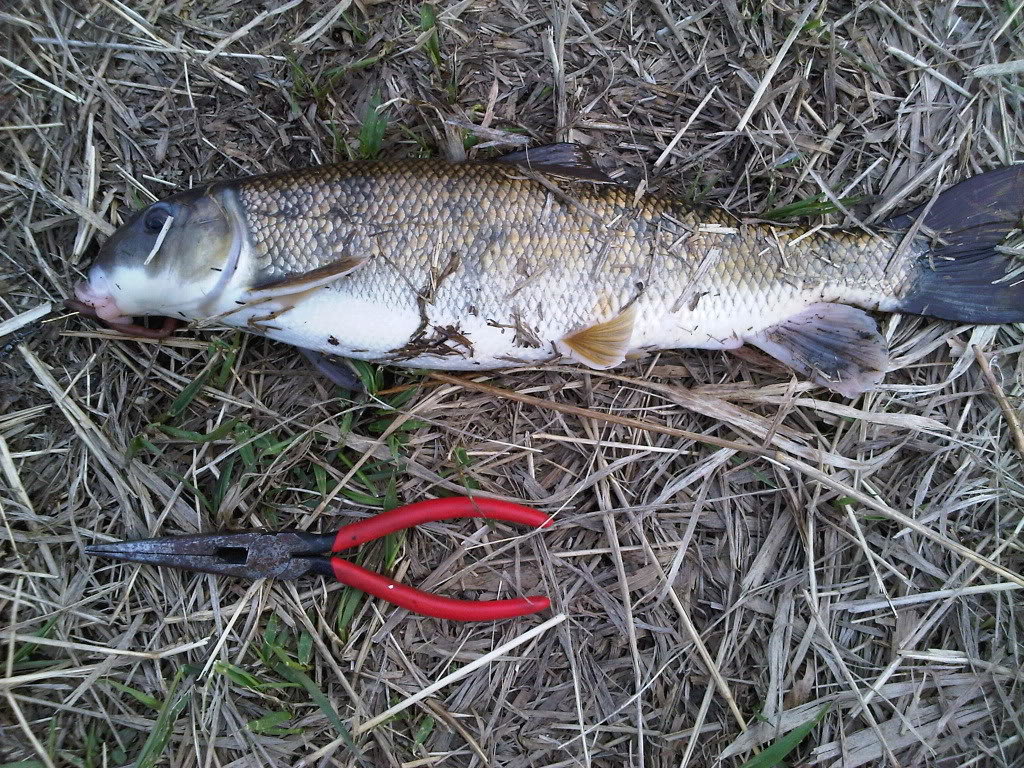 carp2_567f0e3aaf85ba9d5458e825ae8b3d26be588515.jpg