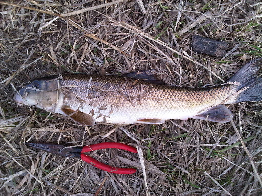 carp3_80ecfb2c0fb464ff2a646bbb1526bb22d72feb99.jpg