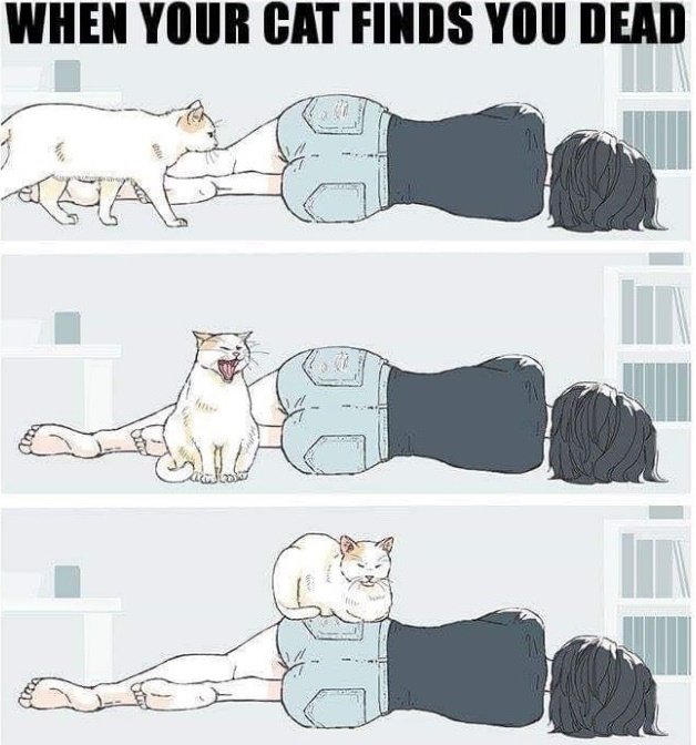 cat (1).jpg