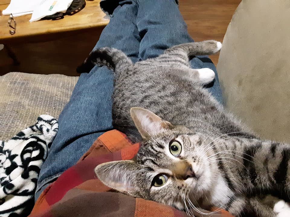 cat 2.jpg