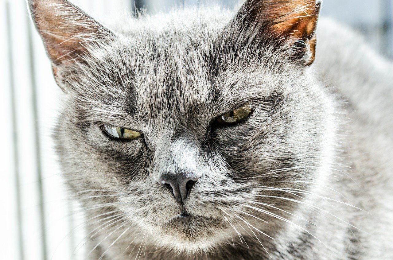 cat-334383_1280.jpg