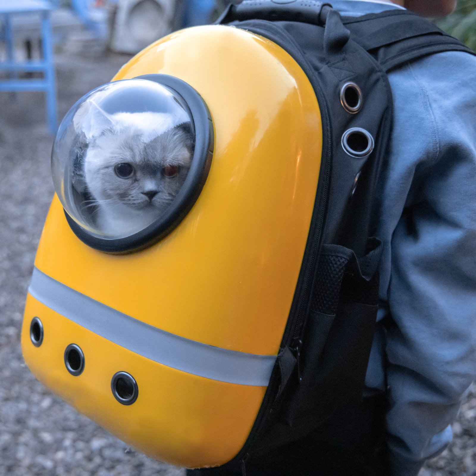 cat-backpack-carriers.jpg