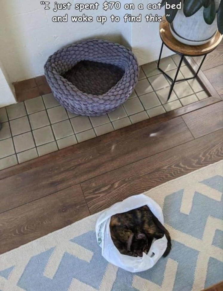 cat-bed.jpg
