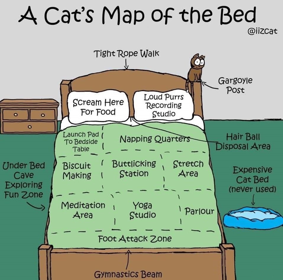 cat-bed_dd1da616ea3d429f534e244656e31fe06ff22e90.jpg