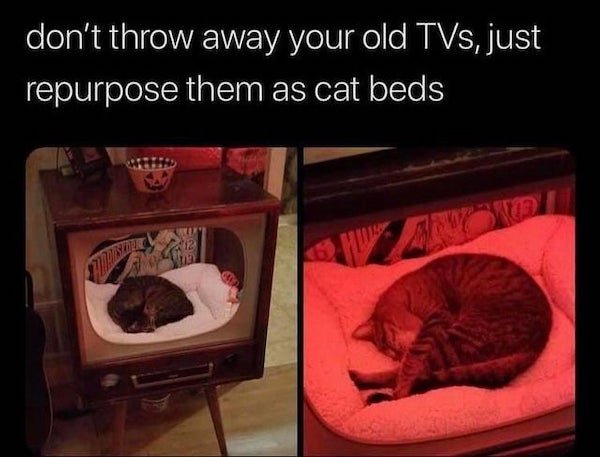 cat-beds.jpg