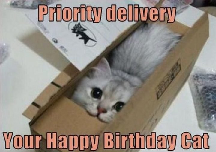 cat-birthday-memes-52-720x509.jpg