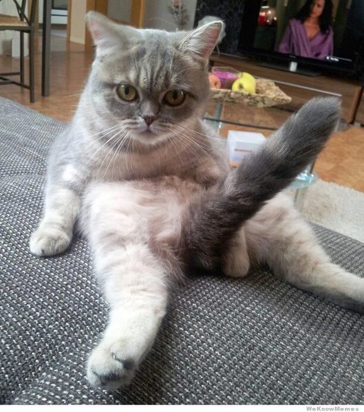 cat-boner.jpg