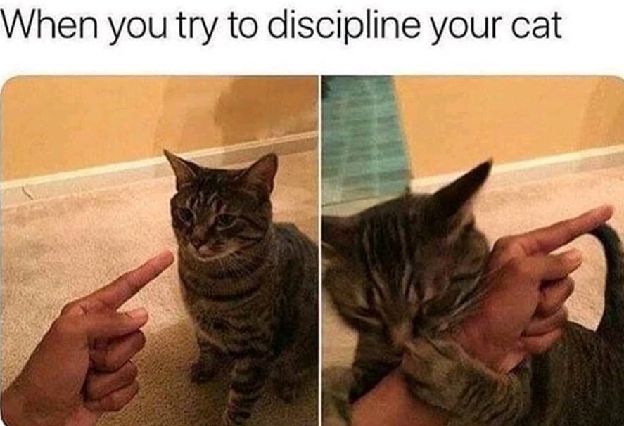 cat-discipline_f75884309dc95de6f049a84066f9035fee2af3e7.jpg