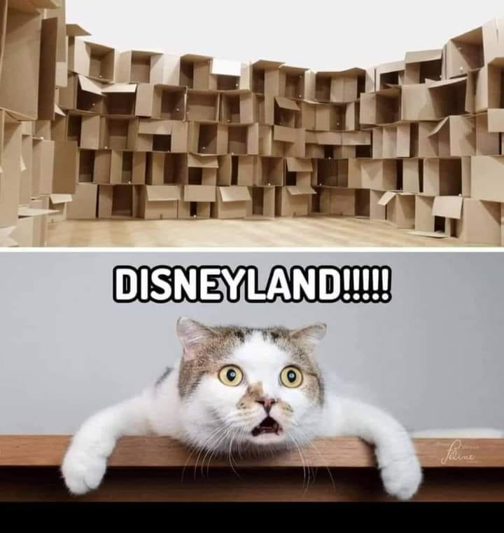 cat-disneyland.jpg