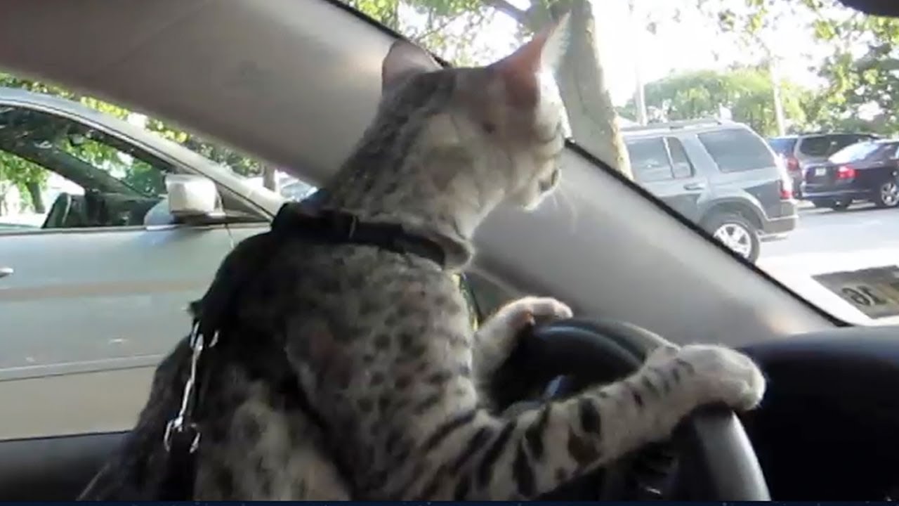 cat-driving-car.jpg