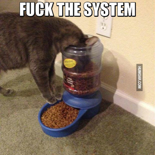 cat-fck-the-system-1.jpg