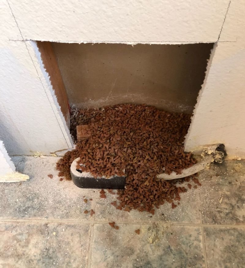 cat food.jpg