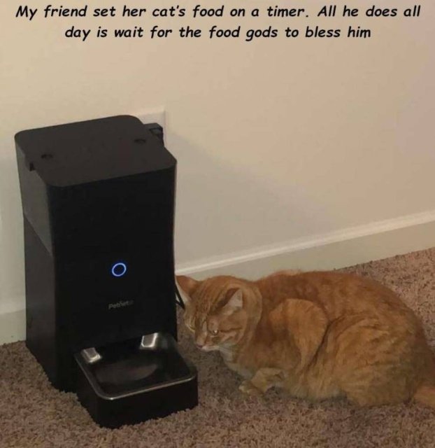 cat-food-timer.jpg