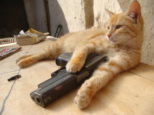 cat-gun-3.jpg