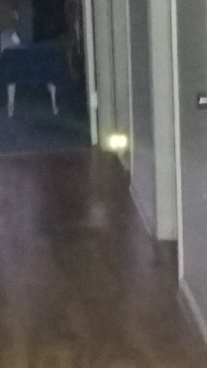 cat headlights.jpg