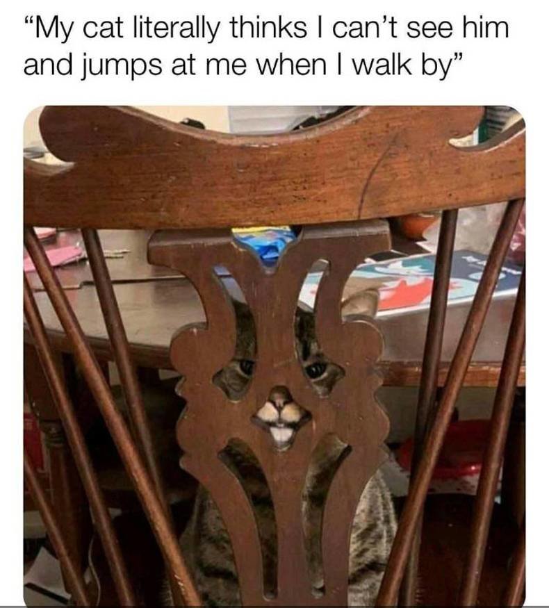 cat-hiding.jpg