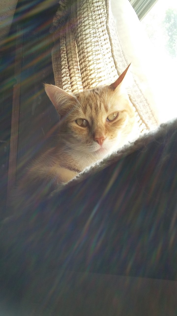 cat in the sun.jpg