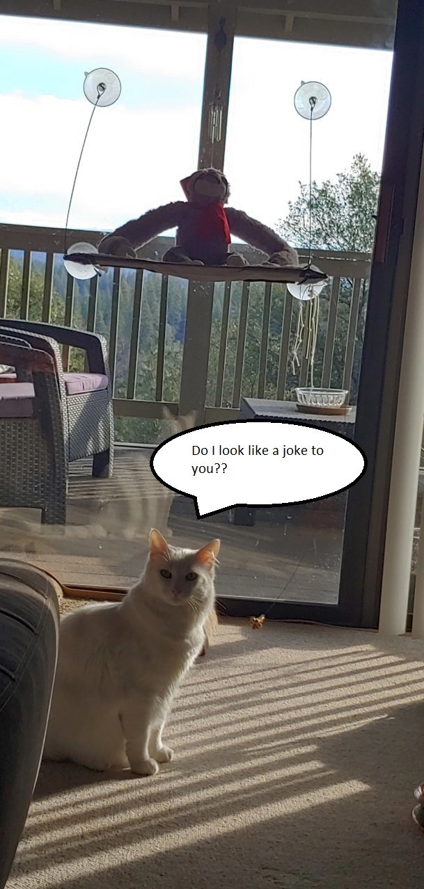 cat joke.jpg