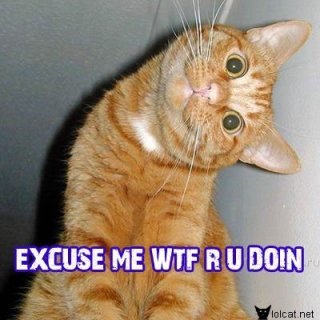 Cat.jpg