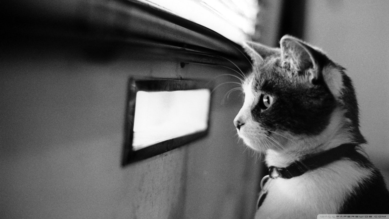 cat.jpg