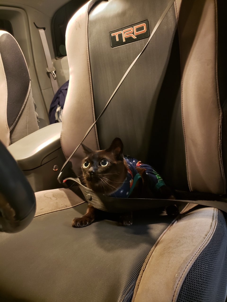 cat.jpg