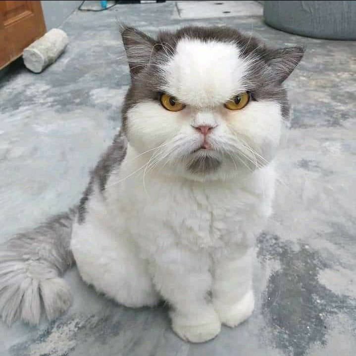 cat.jpg