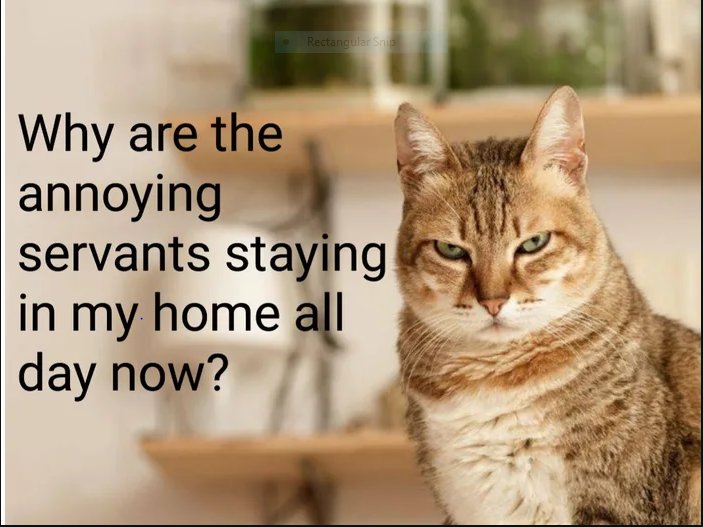 cat.jpg