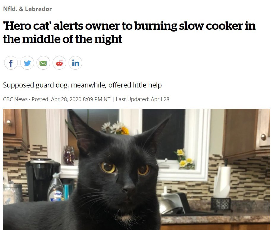 cat.jpg