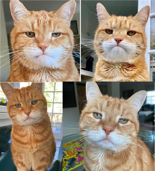 cat.jpg