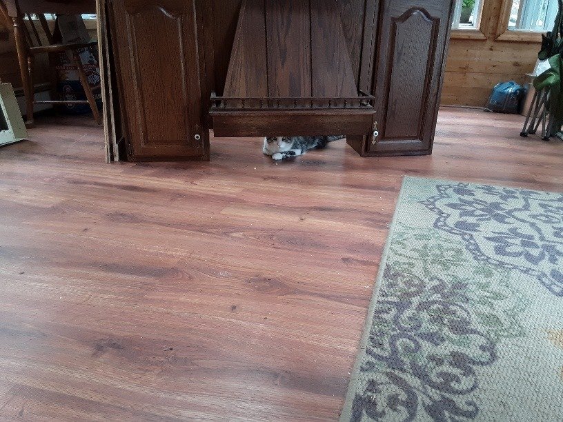 cat.jpg