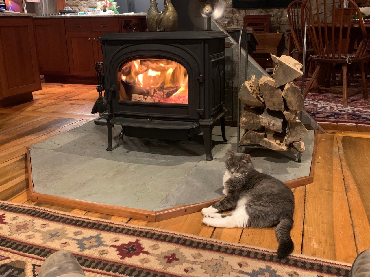 cat.jpg