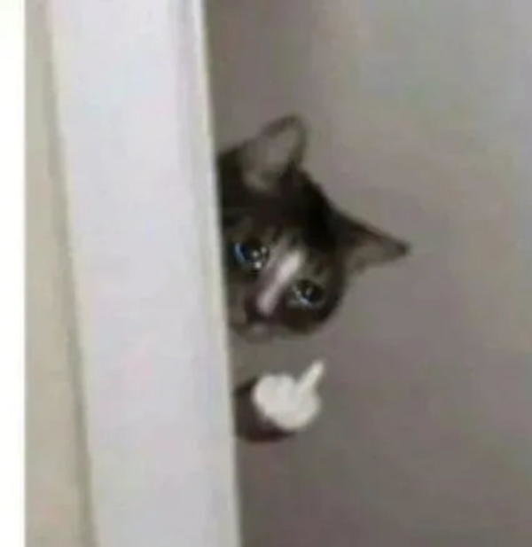 cat.jpg