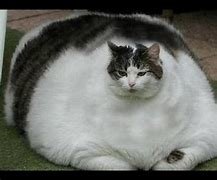 cat.jpg
