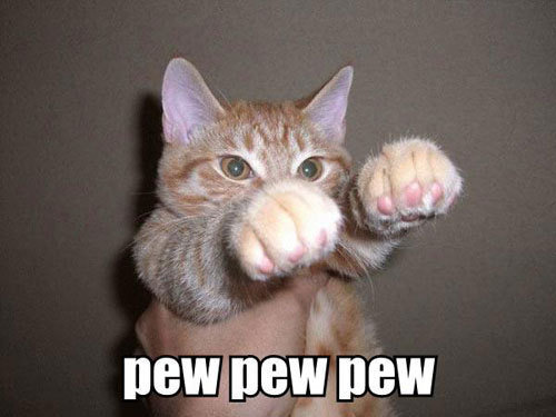 cat.jpg