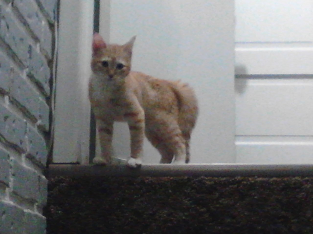 cat lift.jpg