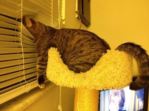 cat-looks-really-comfortable-looking-out-the-window-through-the-blinds-lol-1435852385..jpg