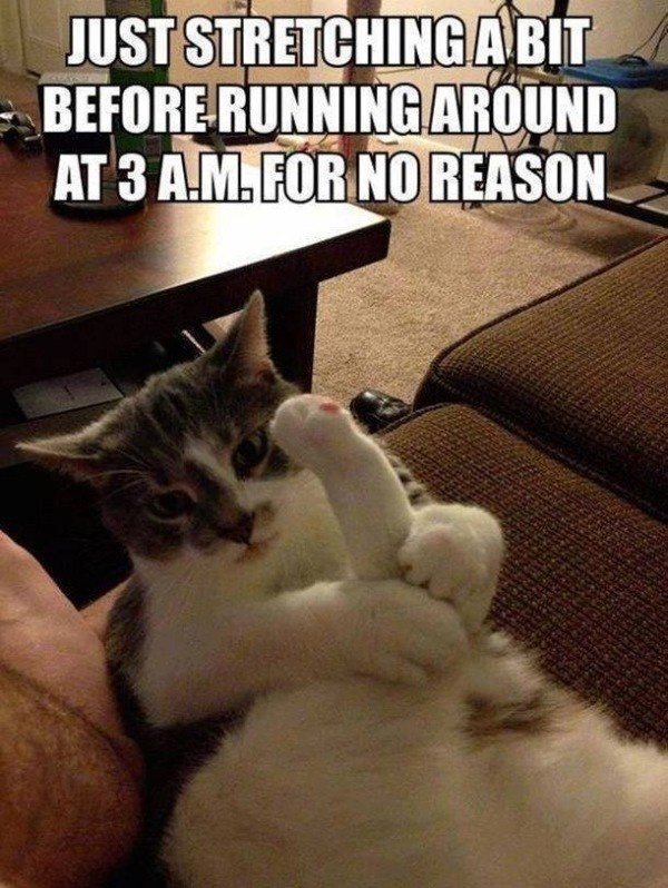 Cat meme.jpg