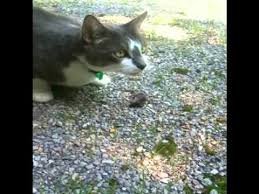 cat mice.jpg