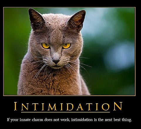 cat-motivational-poster_14.jpg