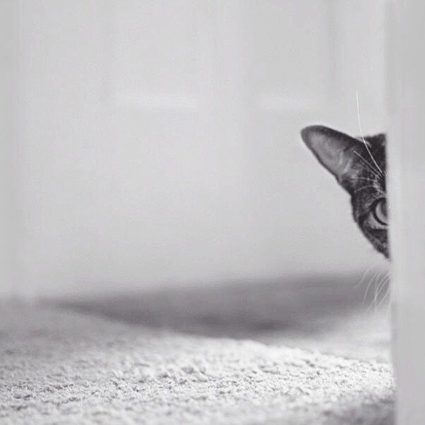 cat-peeking-around-corner-instagram-photo-by-lindsayhubbell.jpg