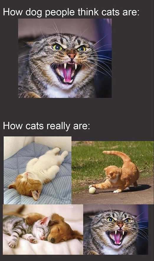 cat-people.jpg