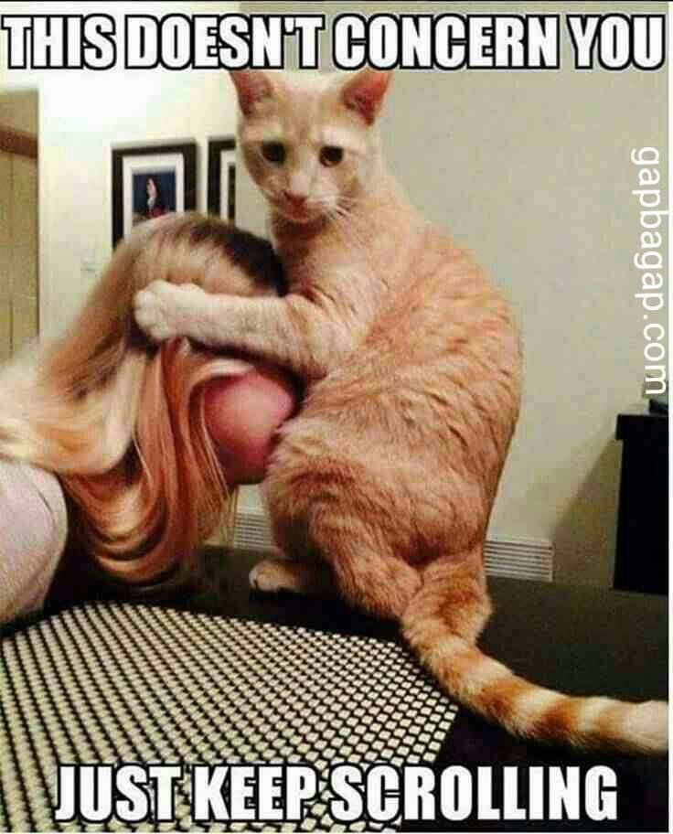 Cat Pic.jpg