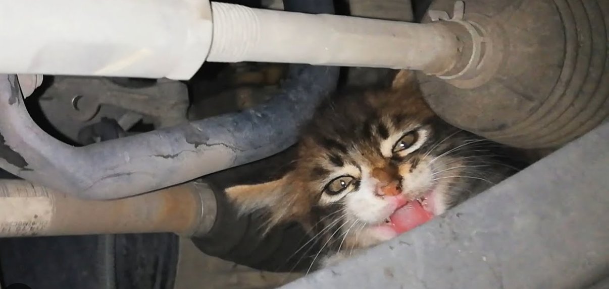 cat pic.jpg