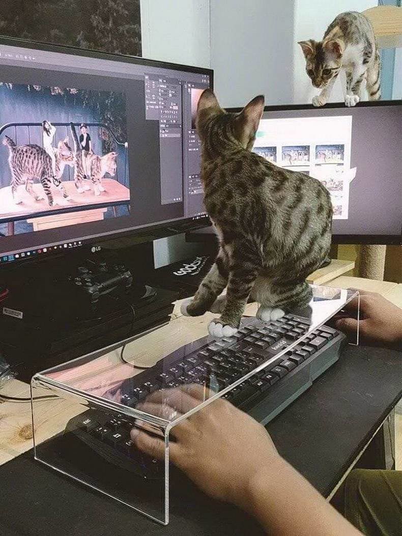 cat-proof_ea61dacc22fb0f2fe32f6ebb2c4f43ab3acf2d41.jpg