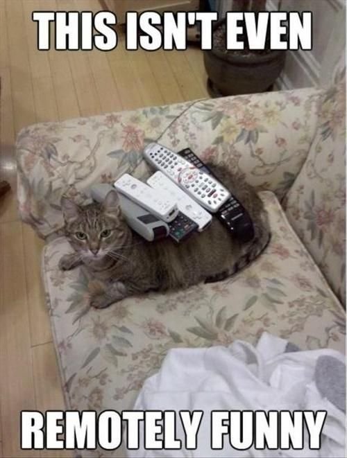Cat-Puns-2.jpg
