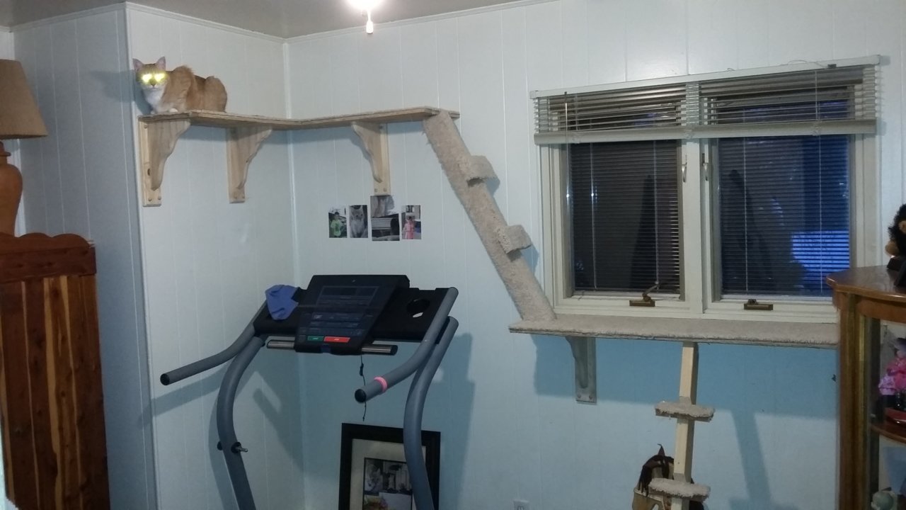 cat room.jpg