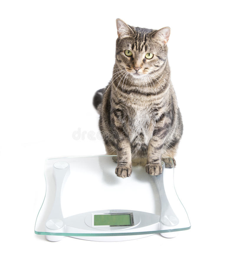 cat-scale-over-white-background-30264959.jpg