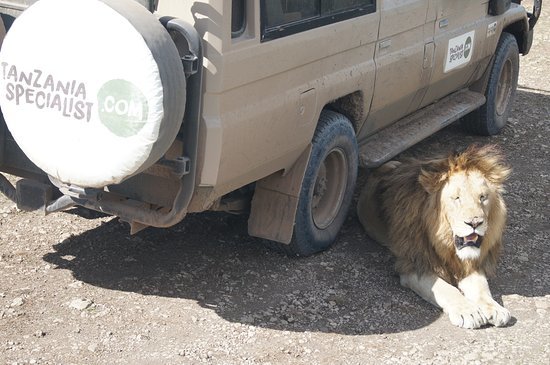 Cat security cat.jpg