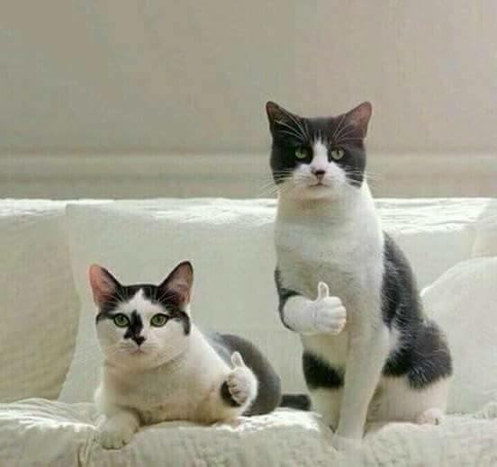 cat thumbs.jpg