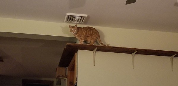 cat walk 3.jpg